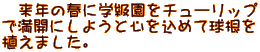 　来年の春に学級園をチューリップ で満開にしようと心を込めて球根を 植えました。