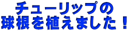 チューリップの 球根を植えました！