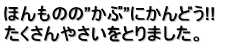 ほんものの”かぶ”にかんどう!!　 たくさんやさいをとりました。