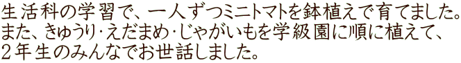 生活科の学習で、一人ずつミニトマトを鉢植えで育てました。 また、きゅうり・えだまめ・じゃがいもを学級園に順に植えて、 ２年生のみんなでお世話しました。