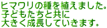 ヒマワリの種を植えました。 子どもたちと共に 大きく成長していきます。