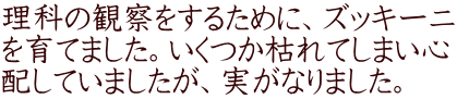 理科の観察をするために、ズッキーニ を育てました。いくつか枯れてしまい心 配していましたが、実がなりました。