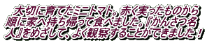 　大切に育てたミニトマト。赤く実ったものから 順に家へ持ち帰って食べました。『かんさつ名 人』をめざして、よく観察することができました！