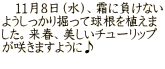 　11月8日（水）、霜に負けない ようしっかり掘って球根を植えま した。来春、美しいチューリップ が咲きますように♪ 