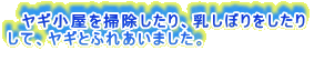 　ヤギ小屋を掃除したり、乳しぼりをしたり して、ヤギとふれあいました。