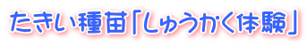 たきい種苗「しゅうかく体験」